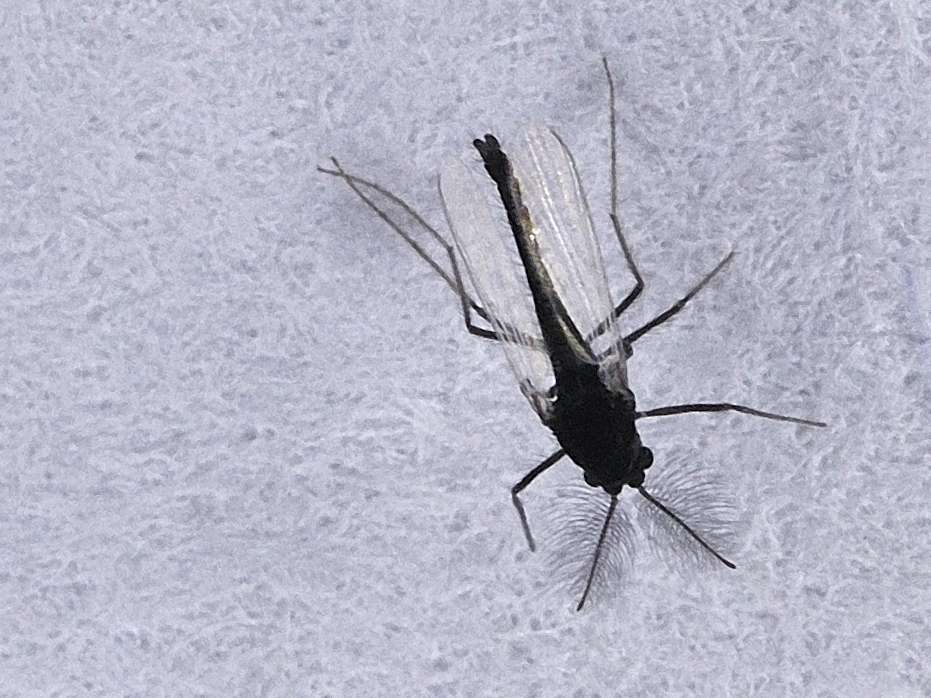 Chironomidae?